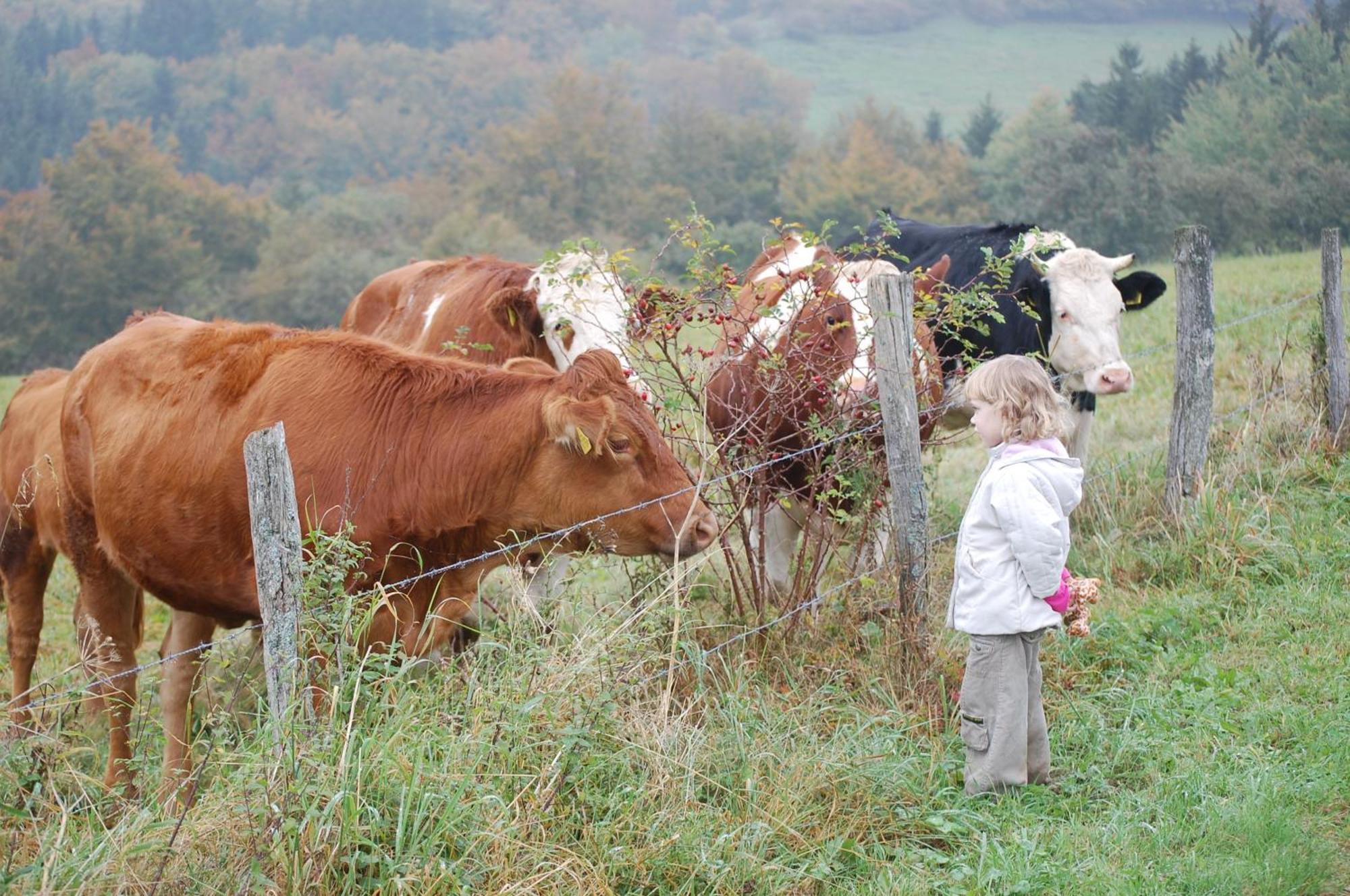 Schweizes Ferienhof Medebach Luaran gambar